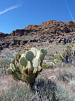 Mojave reserve (21).JPG